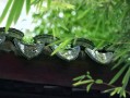 紫薇斗数里的四空宫，命里有它的人，注定孤独又富贵？